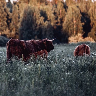 TR-44244_3623_TIMOREUNANEN_2020-06-23-221708_0.0_44244