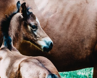 TR-43874_3053_TIMOREUNANEN_2020-06-21-160348_0.0_43874