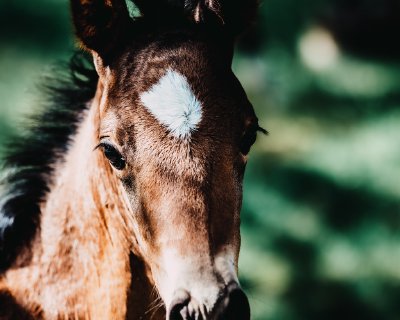 TR-43909_3088_TIMOREUNANEN_2020-06-21-160433_0.0_43909