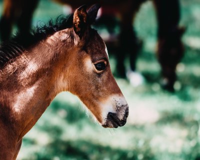TR-43912_3091_TIMOREUNANEN_2020-06-21-160439_0.0_43912