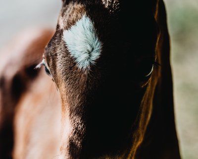 TR-43931_3110_TIMOREUNANEN_2020-06-21-160628_-1.0_43931