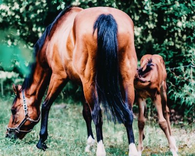 TR-44213_3392_TIMOREUNANEN_2020-06-21-161550_0.0_44213